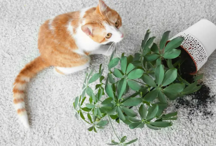 Cat on rug | Carpet Gallery